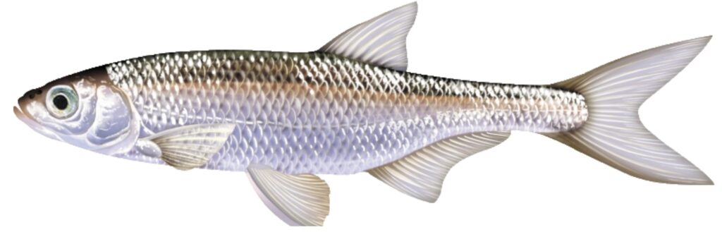 LE « PECHEUR AUX ABLETTES » AU PONT DE PERRACHE ablette