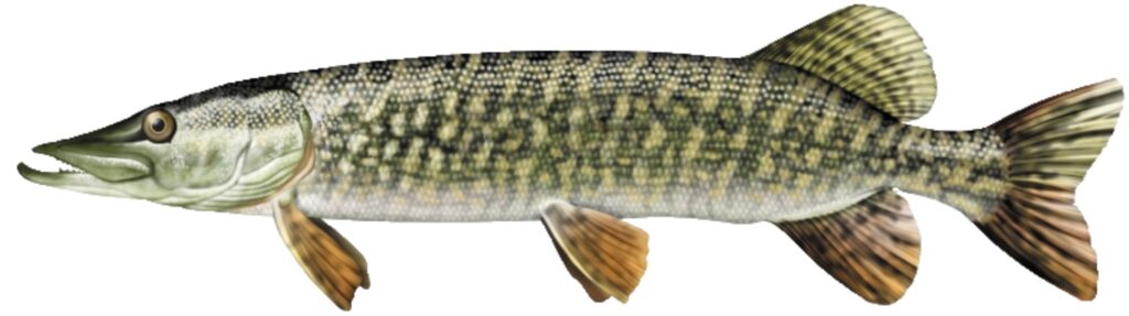 LA « VIEILLE DAME » ET L’ARDECHE brochet