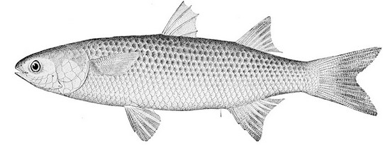 LES MULETS « A LA ROUMAGNOLE » mulet