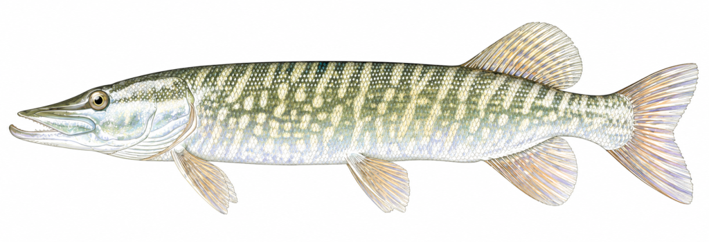 LA « VIEILLE DAME » ET L’ARDECHE brochet