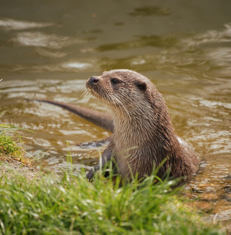 Charming otter in natural river setting, embodying wildlife tranquility.