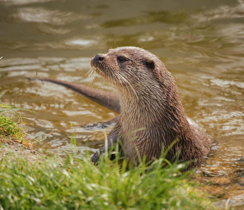Charming otter in natural river setting, embodying wildlife tranquility.